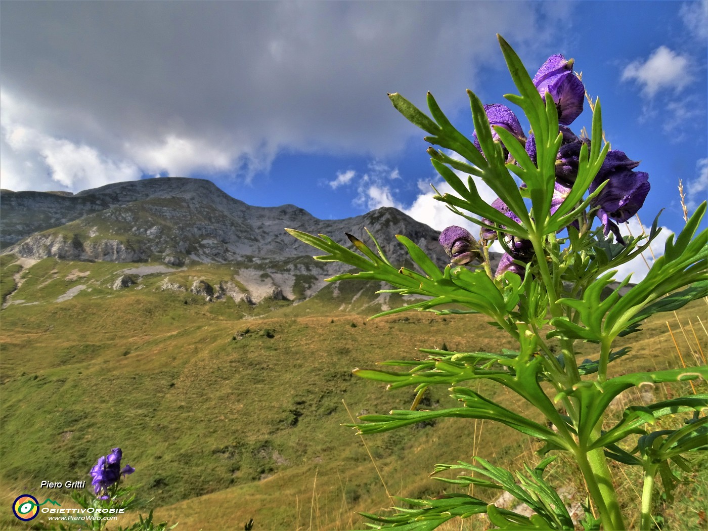 71 Aconitum napellus (Aconito napello) con vista in Arera.JPG